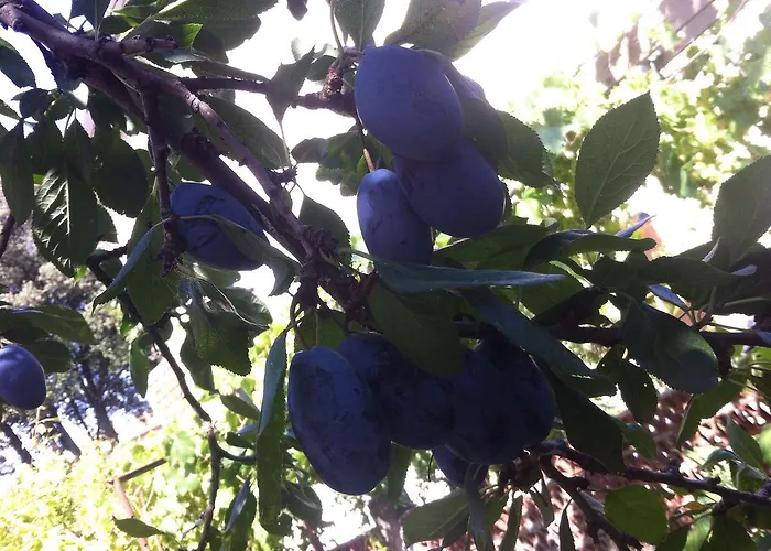 Dai Nonni Frühstückspension 3*